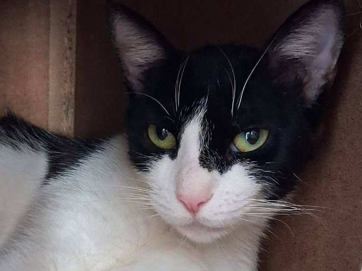 Adozione gatto, femmina, Razza sconosciuta Razza sconosciuta, 1 anno e 1 mese, taglia non valida, Chieti