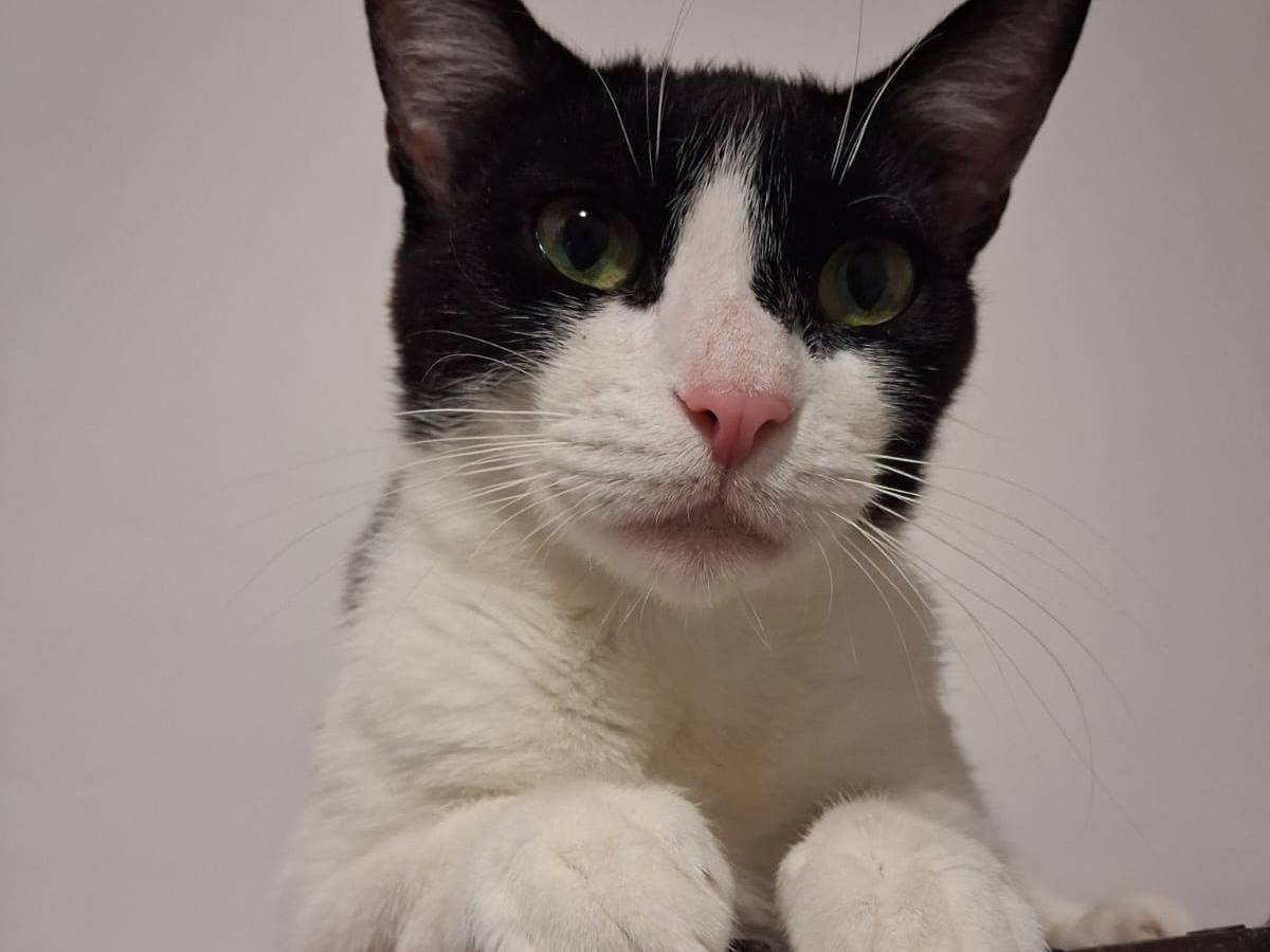 Vuoi adottare un gatto a Chieti?