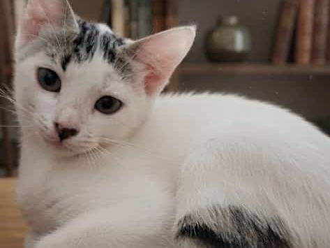 Adotta un gatto, femmina, 2 mesi, Chieti