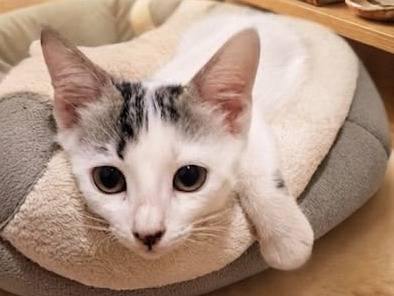 Adozione gatto, femmina, Razza sconosciuta Razza sconosciuta, 2 mesi, taglia non valida, Chieti