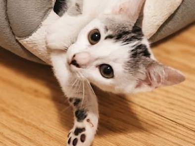 Adotta un gatto, taglia non valida, femmina, Chieti