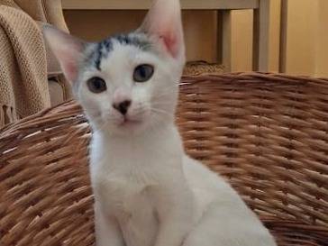 Vuoi adottare un gatto a Chieti?