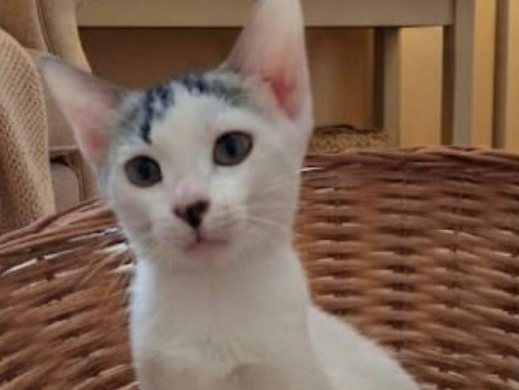 Adotta il gatto REA a Chieti