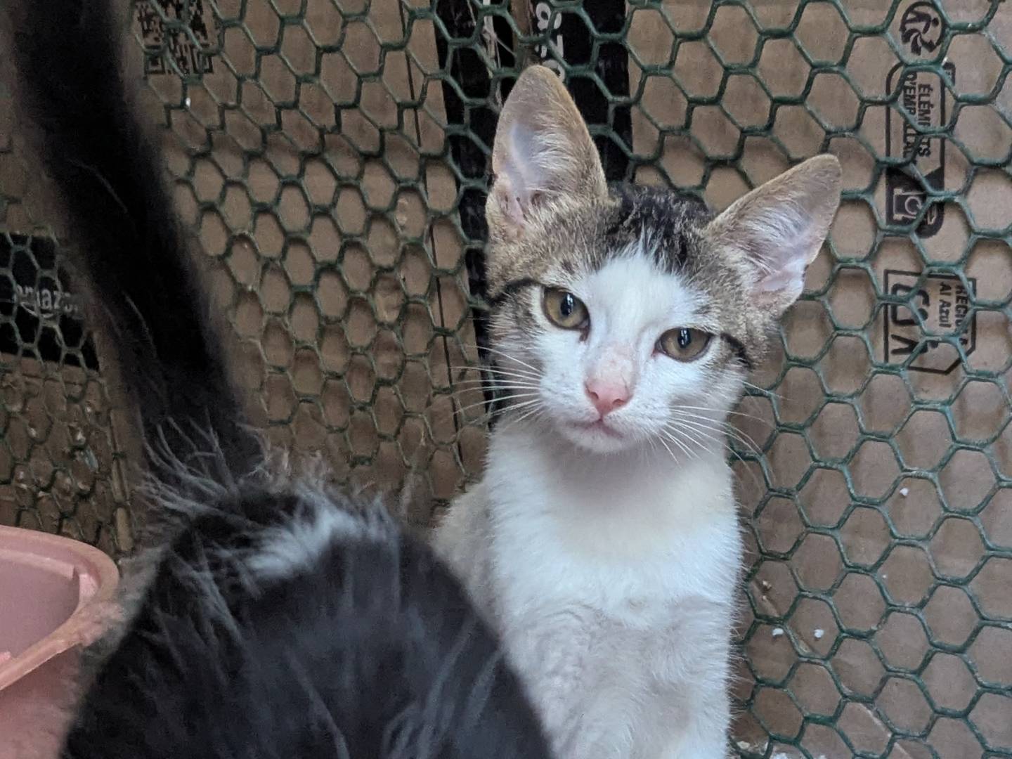 Adozione gatto, maschio, Razza sconosciuta Razza sconosciuta, 3 mesi, taglia non valida, Teramo