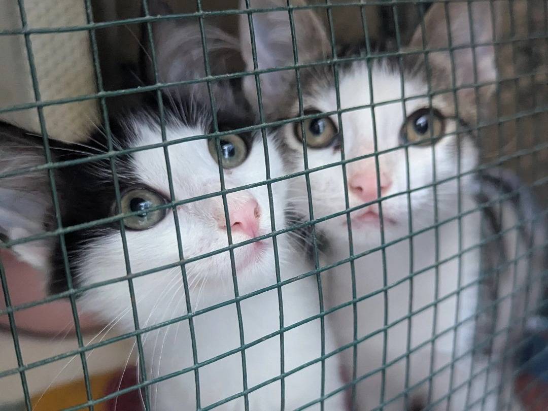 Adotta un gatto, maschio, 3 mesi, Teramo