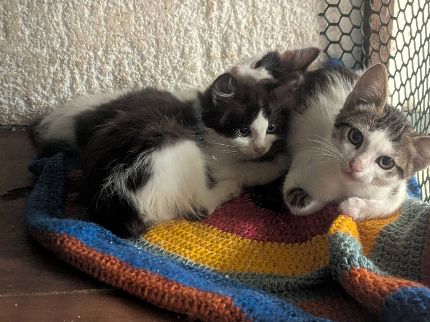 Adotta un gatto, taglia non valida, maschio, Teramo