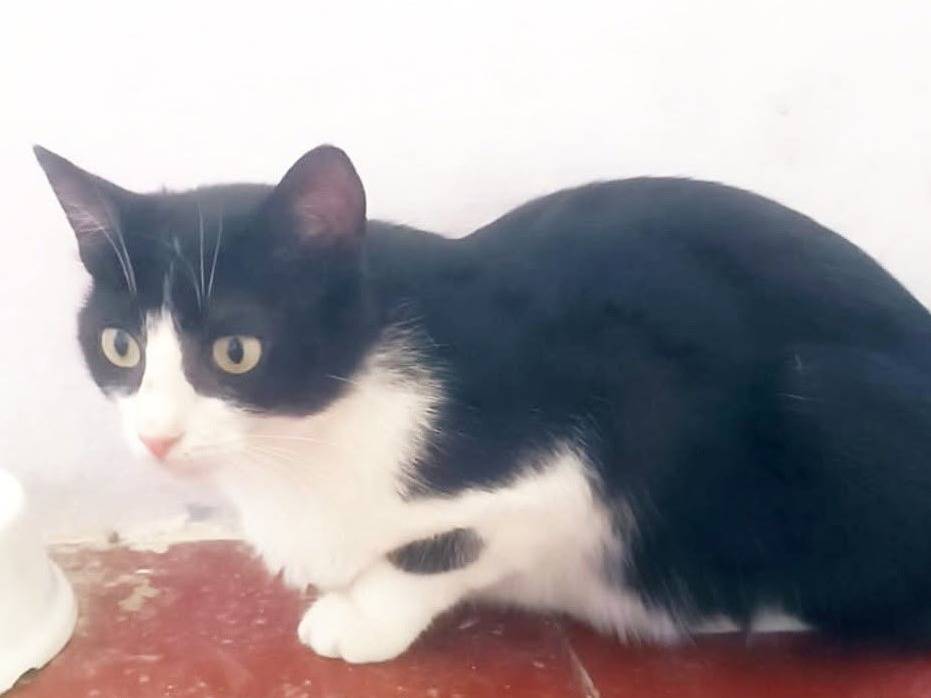Adozione gatto, femmina, Razza sconosciuta Razza sconosciuta, 9 mesi, taglia non valida, Torino