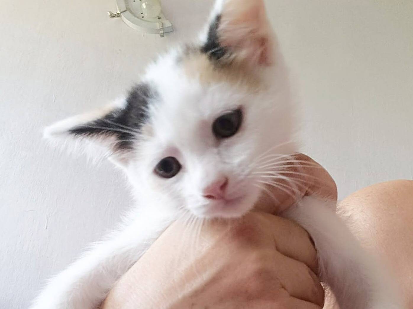 Adozione gatto, femmina, Razza sconosciuta Razza sconosciuta, 2 mesi, taglia non valida, Torino