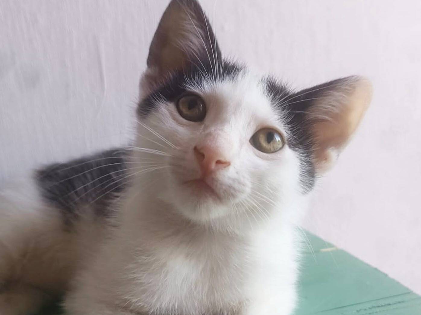 Adozione gatto, maschio, Razza sconosciuta Razza sconosciuta, 2 mesi, taglia non valida, Torino