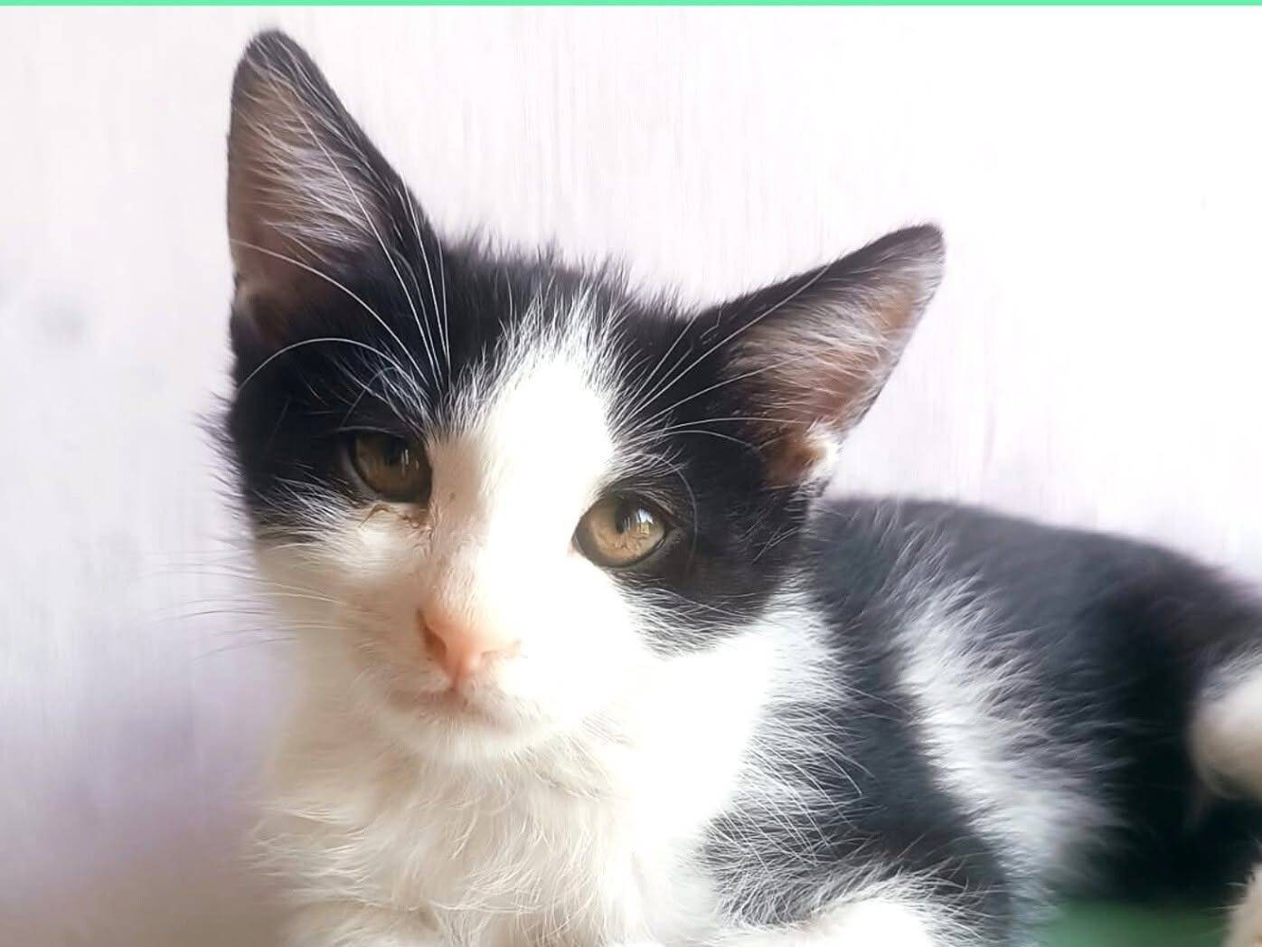 Adozione gatto, maschio, Razza sconosciuta Razza sconosciuta, 2 mesi, taglia non valida, Torino