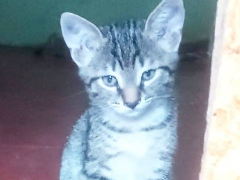 Adozione gatto, maschio, Razza sconosciuta Razza sconosciuta, 2 mesi, taglia non valida, Torino