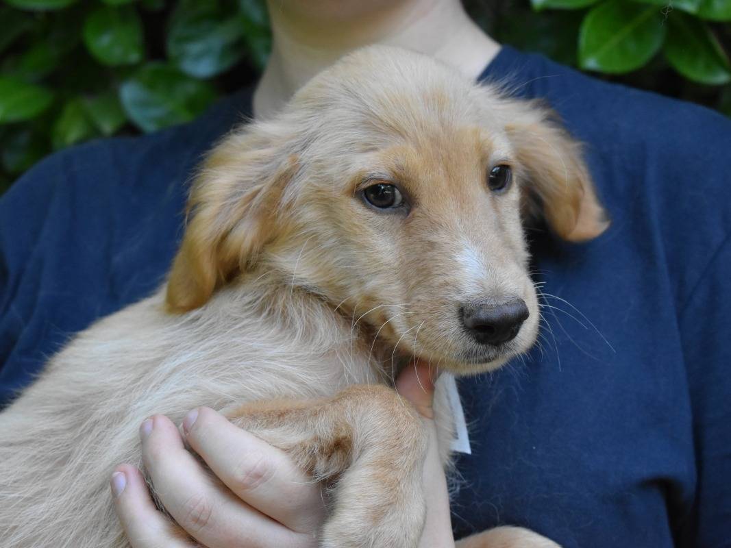 Adozione cane, maschio, Razza sconosciuta Razza sconosciuta, 3 mesi, taglia piccola, Roma