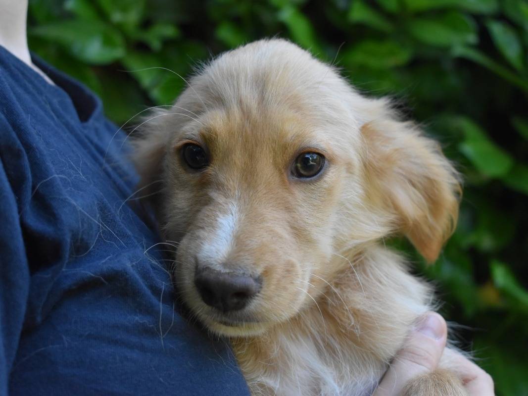 Adotta un cane, maschio, 3 mesi, Roma