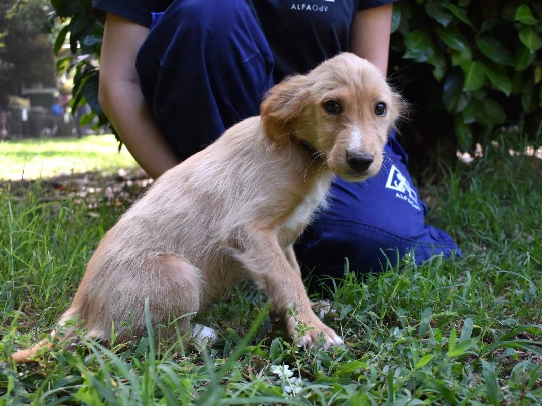 Adotta un cane, taglia piccola, maschio, Roma