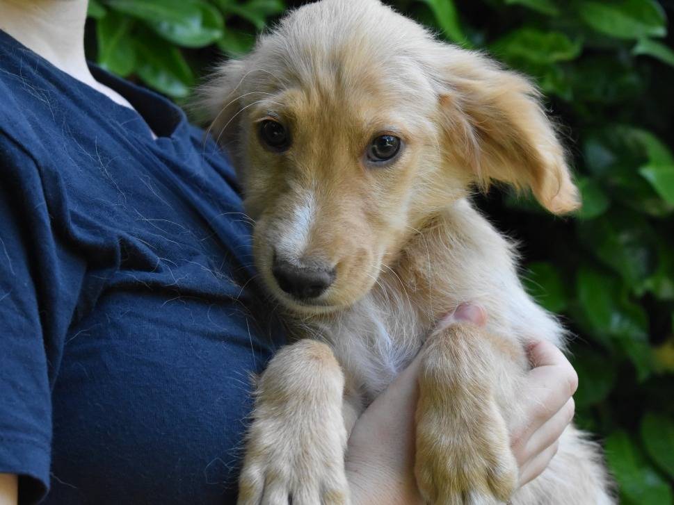 Vuoi adottare un cane a Roma?