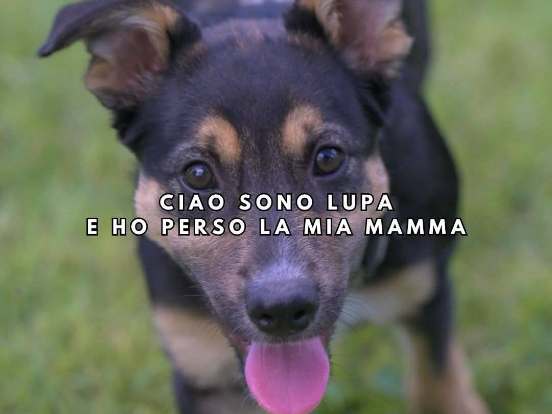 Adozione cane, femmina, Razza sconosciuta Razza sconosciuta, 5 mesi, taglia media, Milano