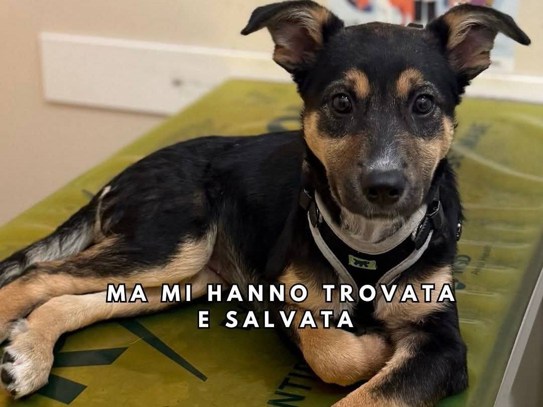 Adotta un cane, femmina, 5 mesi, Milano