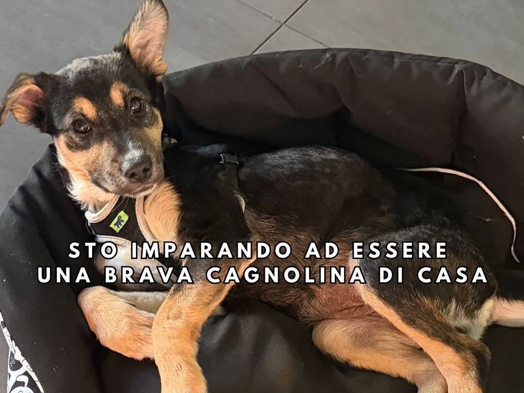 Adotta un cane, taglia media, femmina, Milano