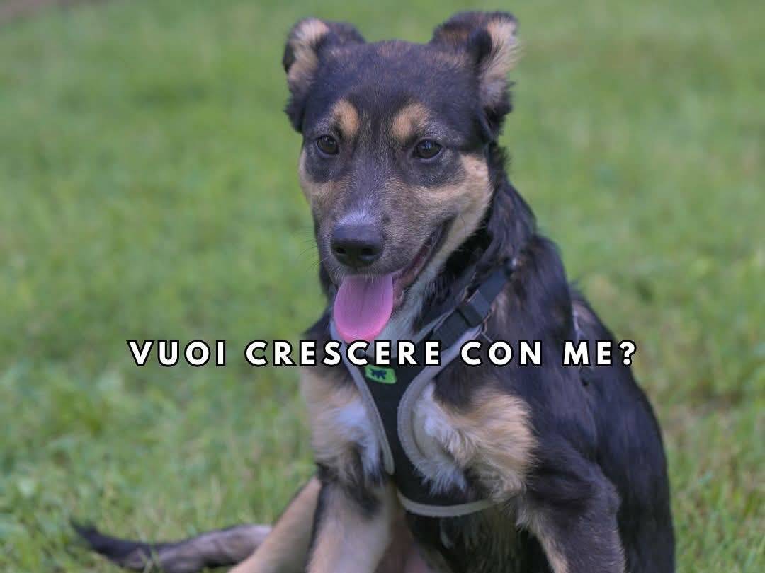 Vuoi adottare un cane a Milano?