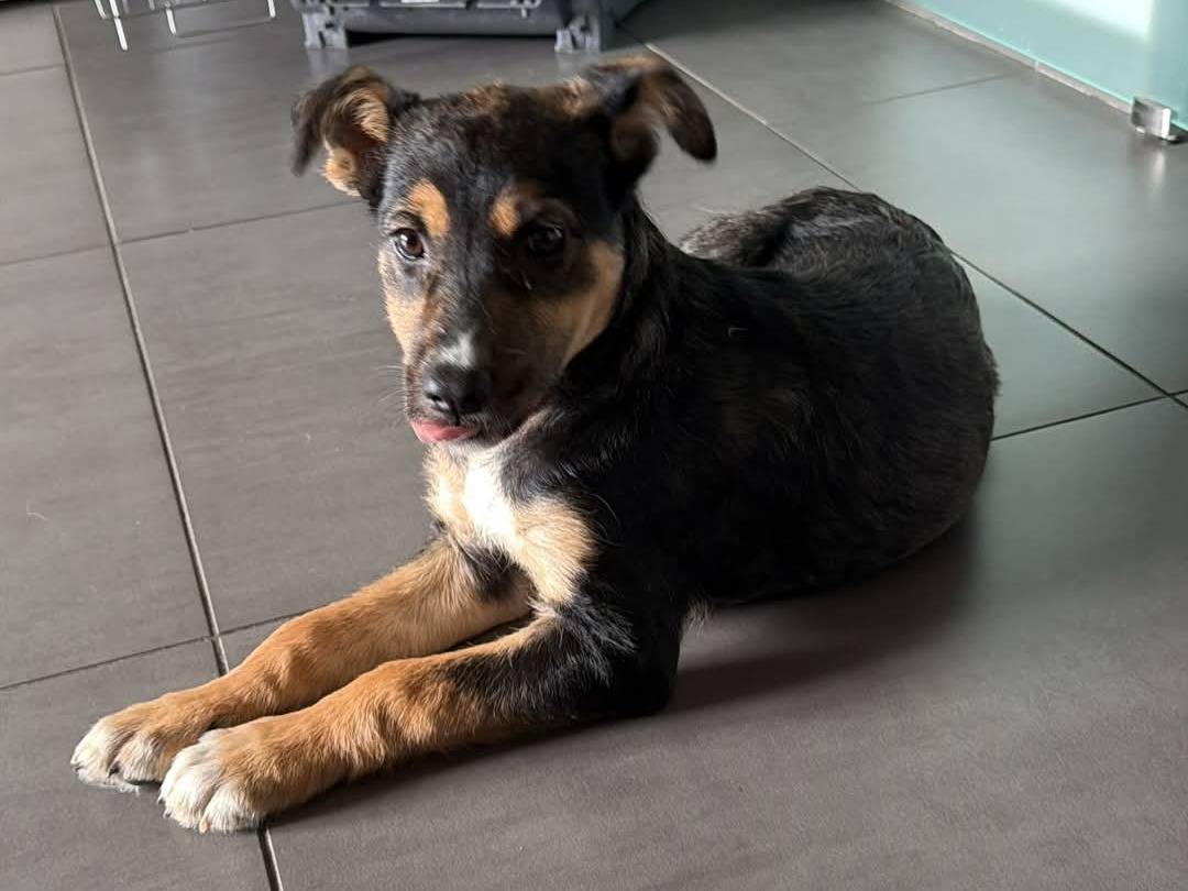 Adotta il cane LUPA a Milano