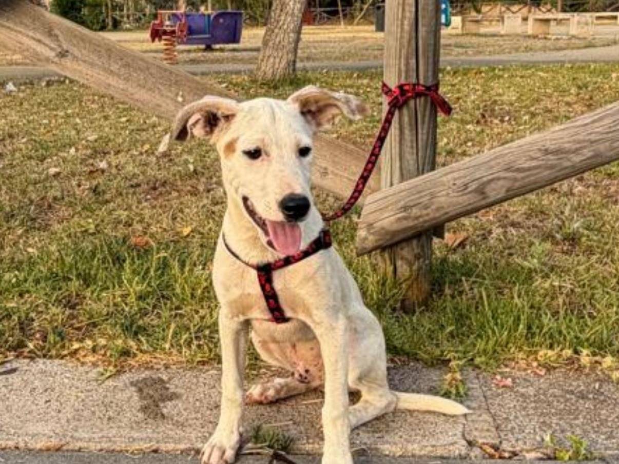 Adozione cane, maschio, Razza sconosciuta Razza sconosciuta, 4 mesi, taglia media contenuta, Siracusa