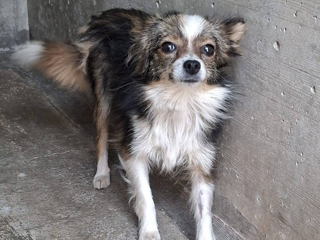 Adozione cane, femmina, Razza sconosciuta Razza sconosciuta, 1 anno, taglia piccola, Bologna