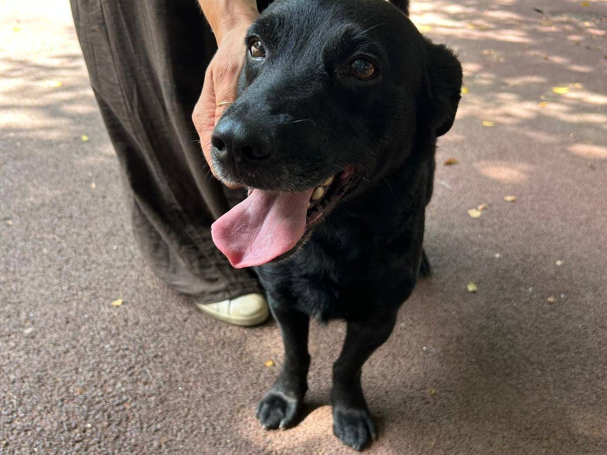 Adozione cane, maschio, Razza sconosciuta Razza sconosciuta, 7 mesi, taglia media, Palermo