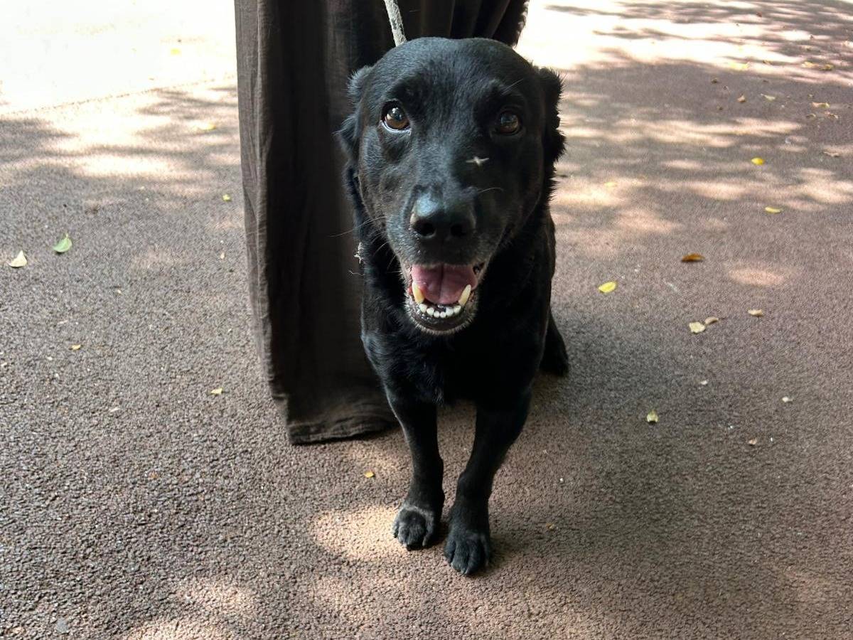 Adotta un cane, maschio, 7 mesi, Palermo