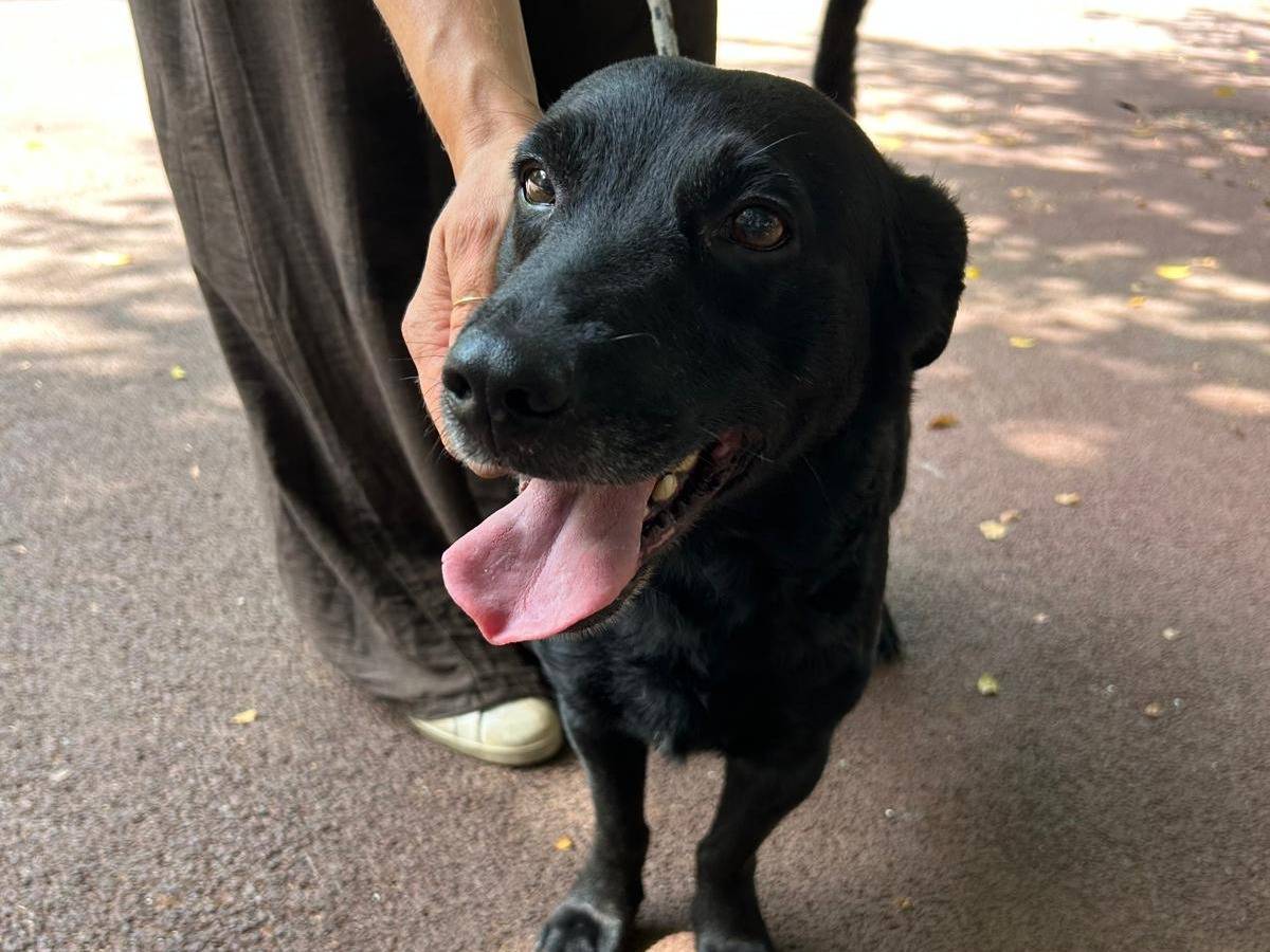 Adotta un cane, taglia media, maschio, Palermo