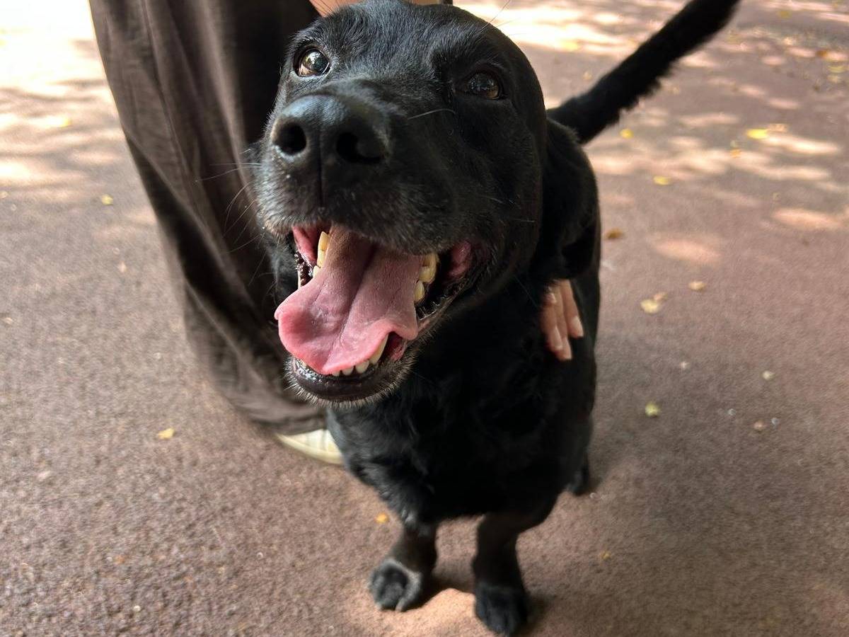 Vuoi adottare un cane a Palermo?
