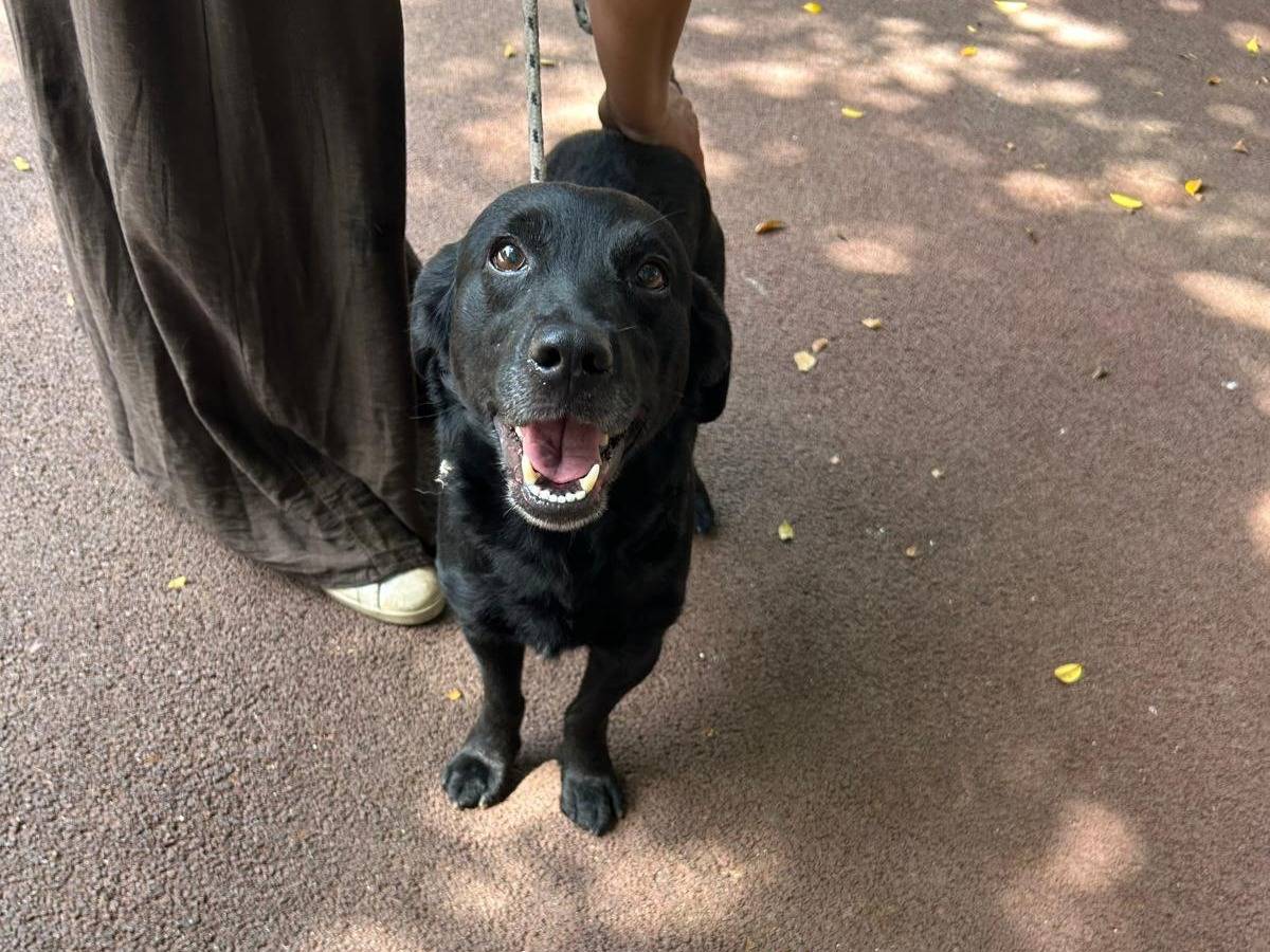 Adotta il cane Arturo a Palermo