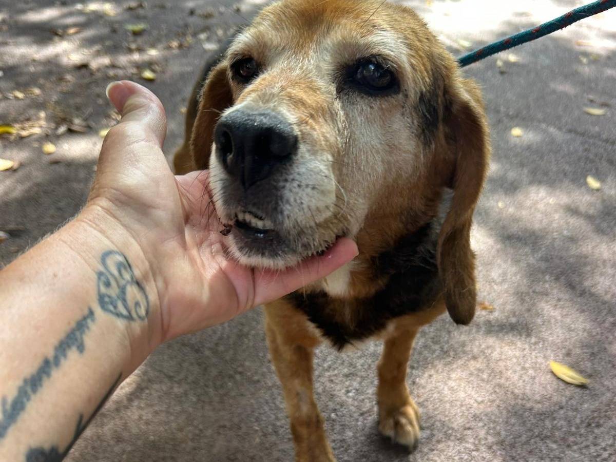 Adozione cane, femmina, Beagle  Razza sconosciuta, 10 anni e 1 mese, taglia piccola, Palermo
