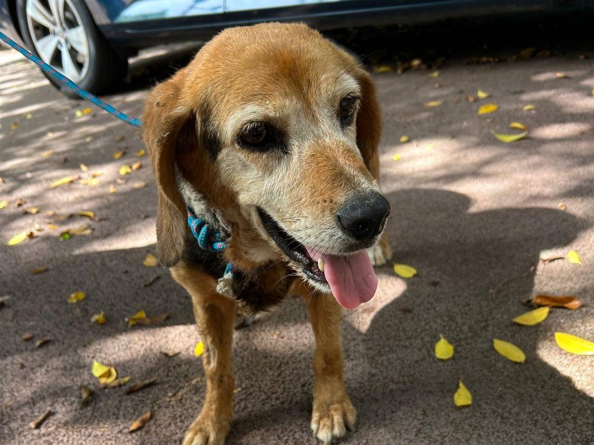 Adotta un cane, femmina, 10 anni e 1 mese, Palermo