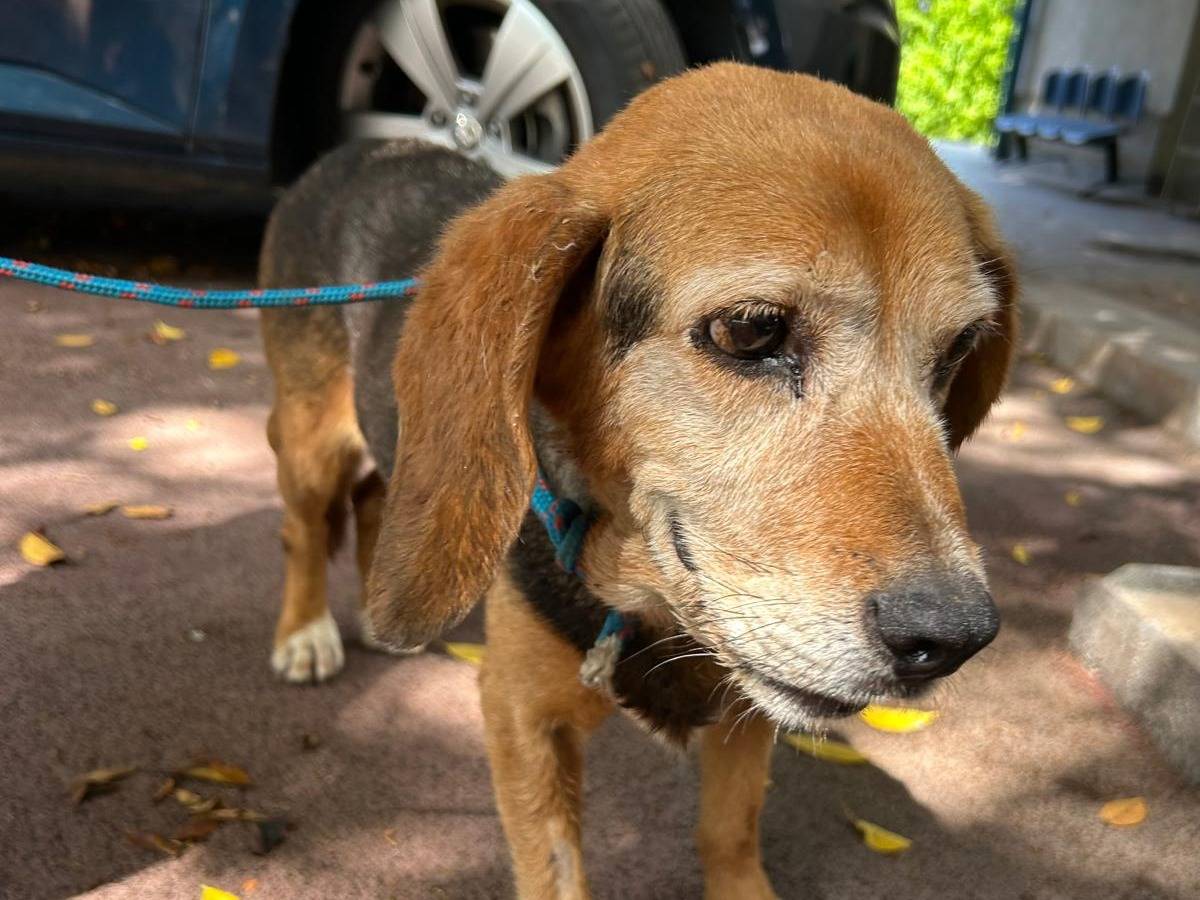 Vuoi adottare un cane a Palermo?