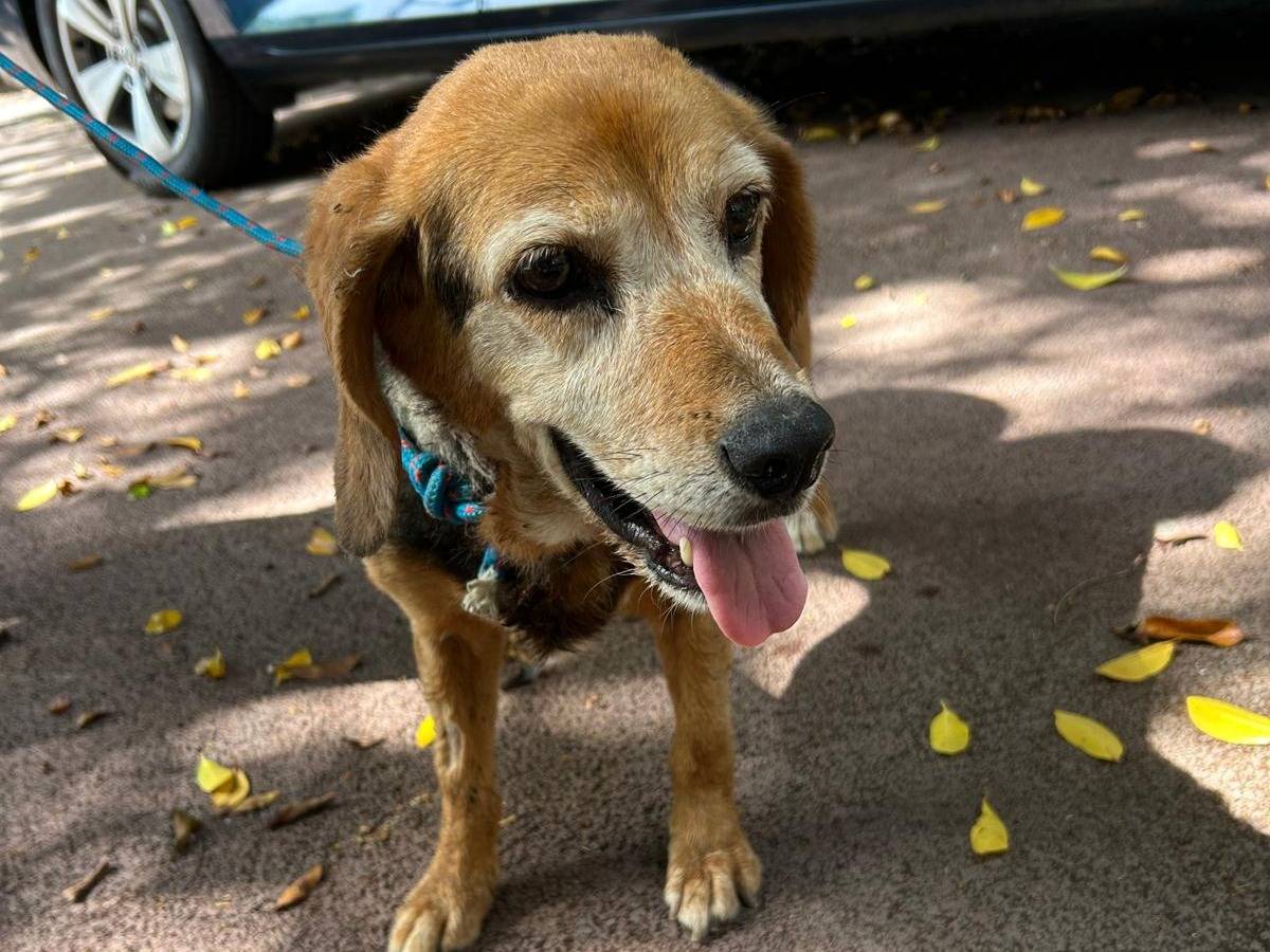 Adotta il cane Miranda a Palermo