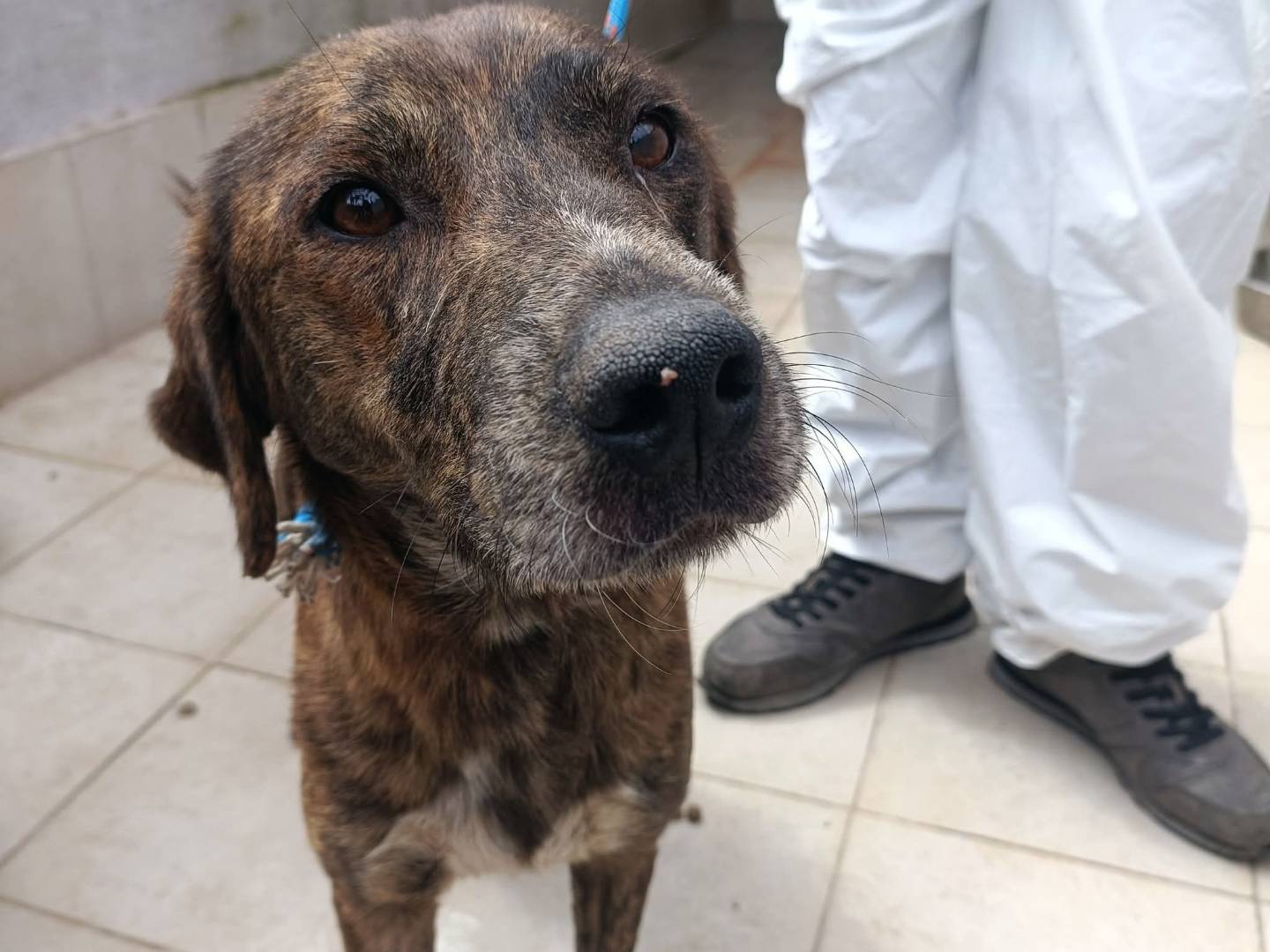 Adozione cane, maschio, Razza sconosciuta Razza sconosciuta, 3 anni e 2 mesi, taglia media, Palermo