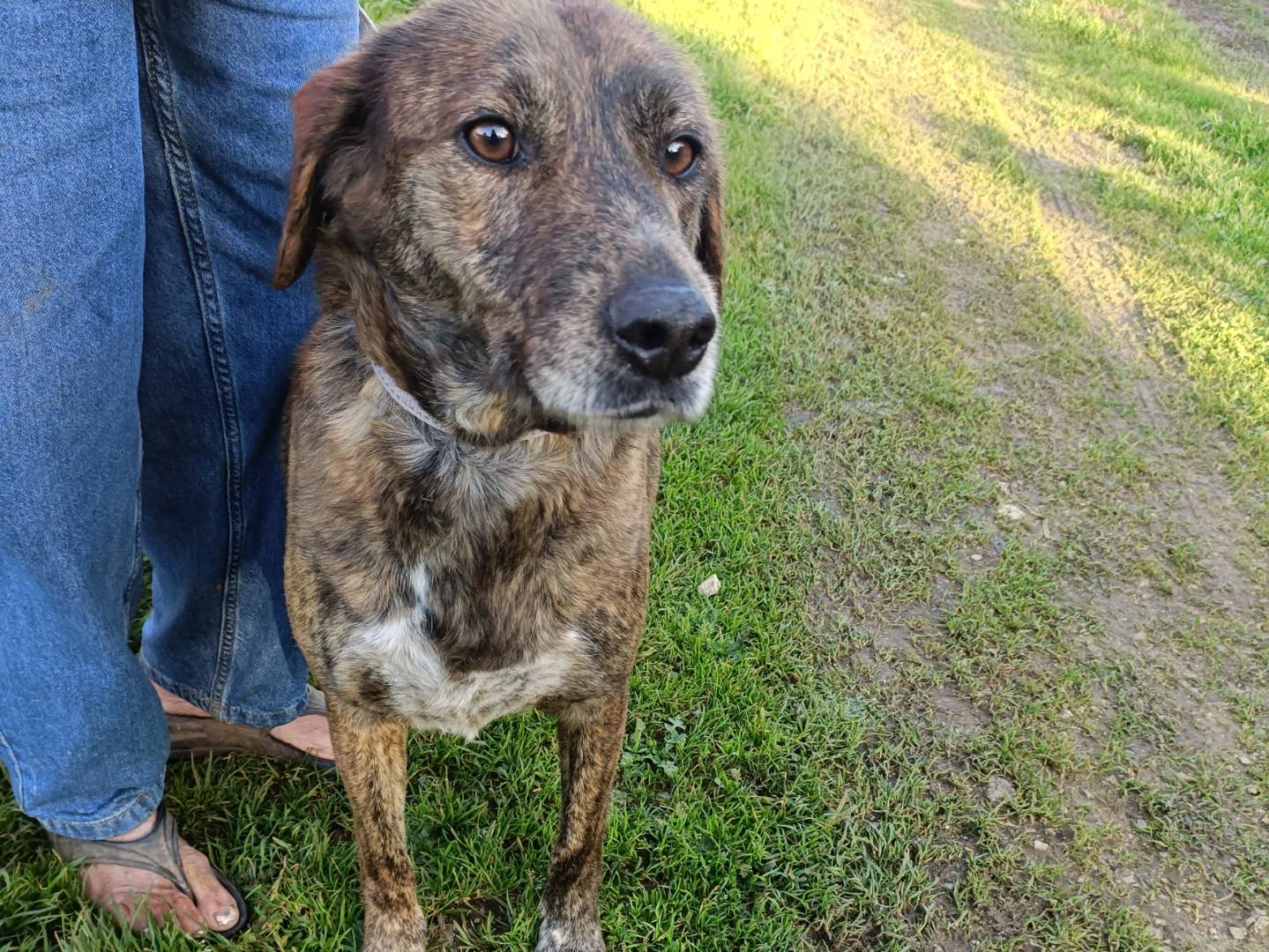 Adotta un cane, maschio, 3 anni e 2 mesi, Palermo