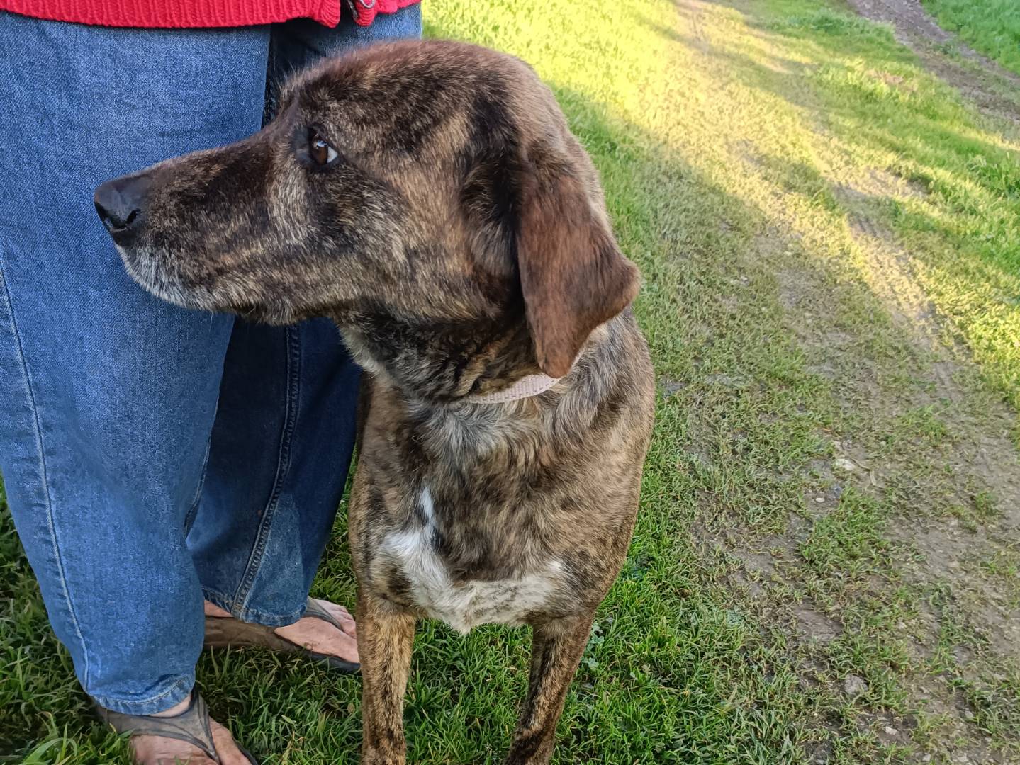 Adotta un cane, taglia media, maschio, Palermo