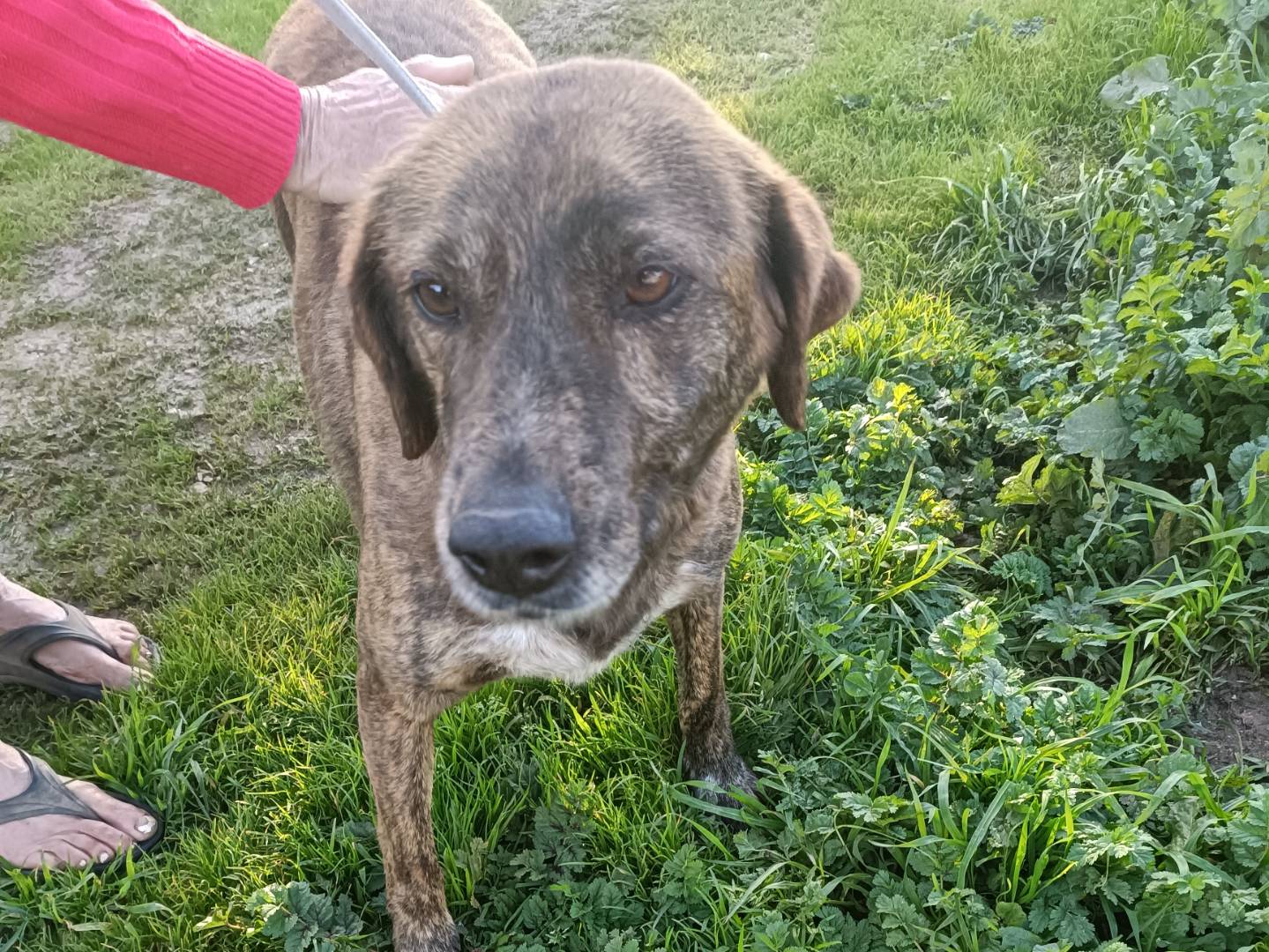 Vuoi adottare un cane a Palermo?