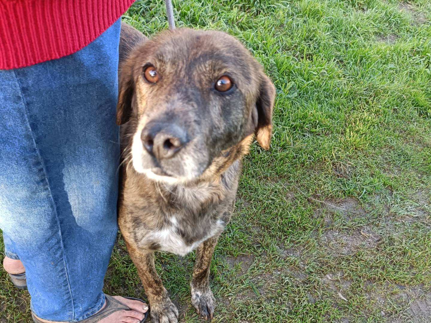 Adotta il cane Nando a Palermo