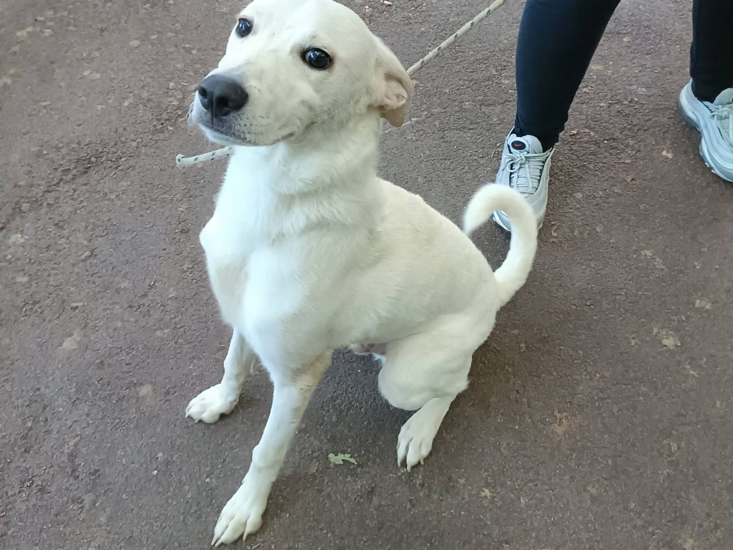 Adozione cane, maschio, Razza sconosciuta Razza sconosciuta, 1 anno e 1 mese, taglia media, Palermo