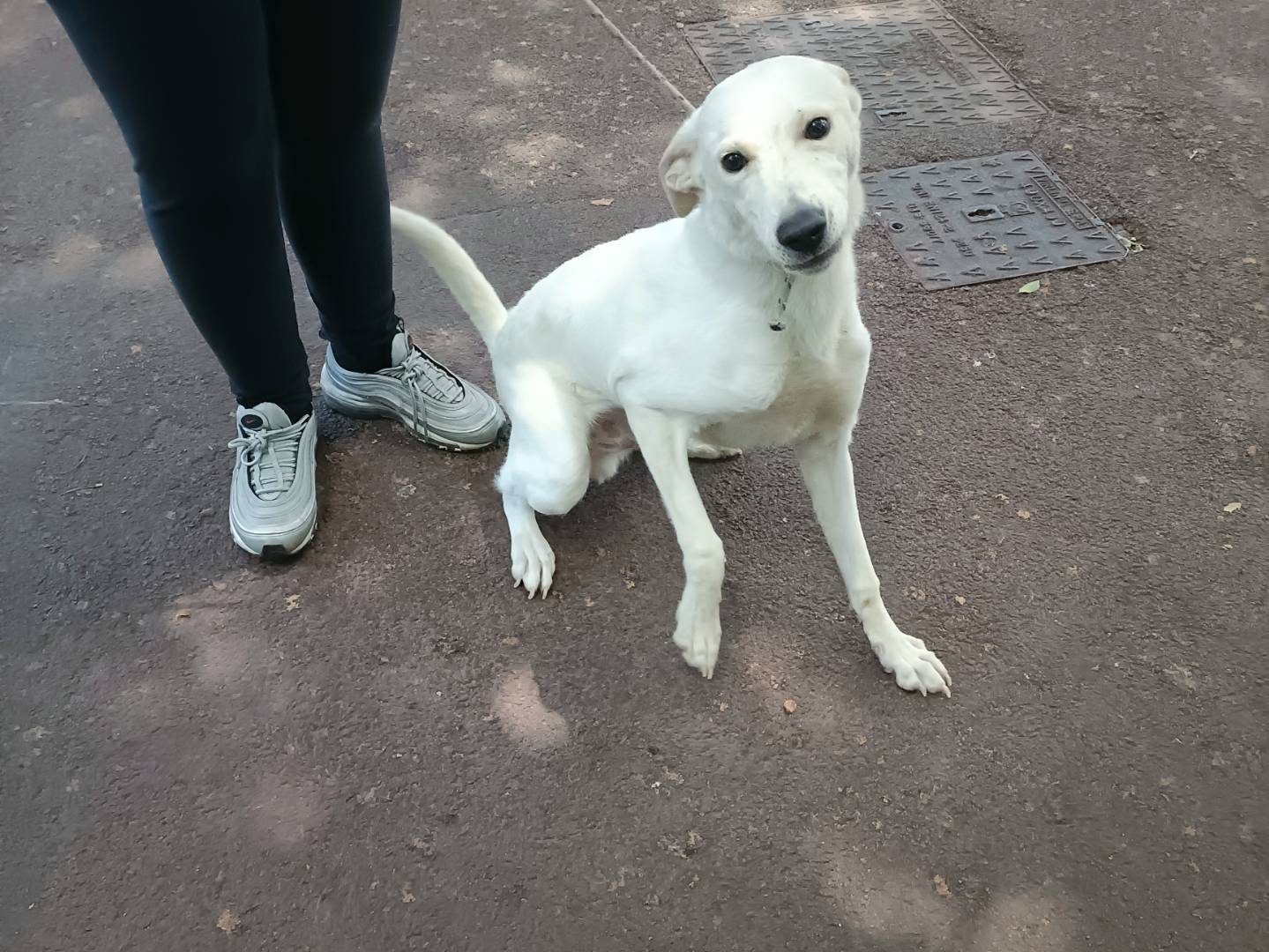 Adotta un cane, taglia media, maschio, Palermo