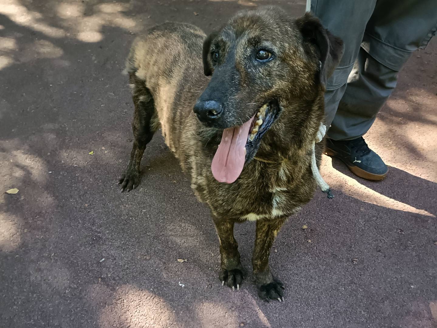 Adozione cane, maschio, Razza sconosciuta Razza sconosciuta, 12 anni e 2 mesi, taglia media, Palermo