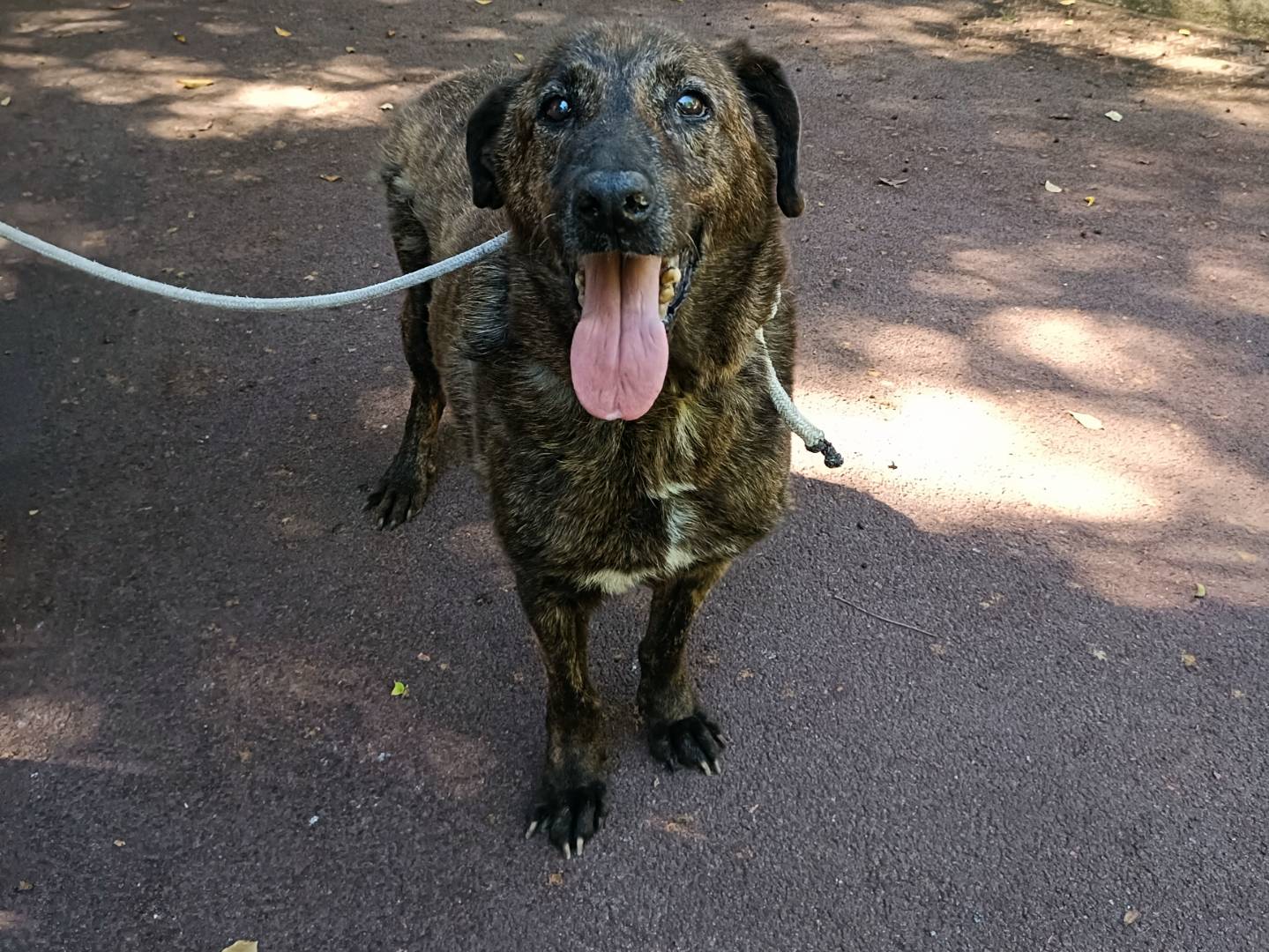 Adotta un cane, maschio, 12 anni e 2 mesi, Palermo