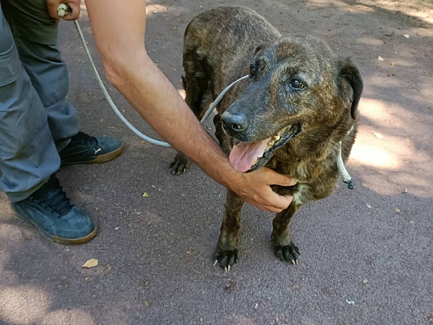 Adotta un cane, taglia media, maschio, Palermo