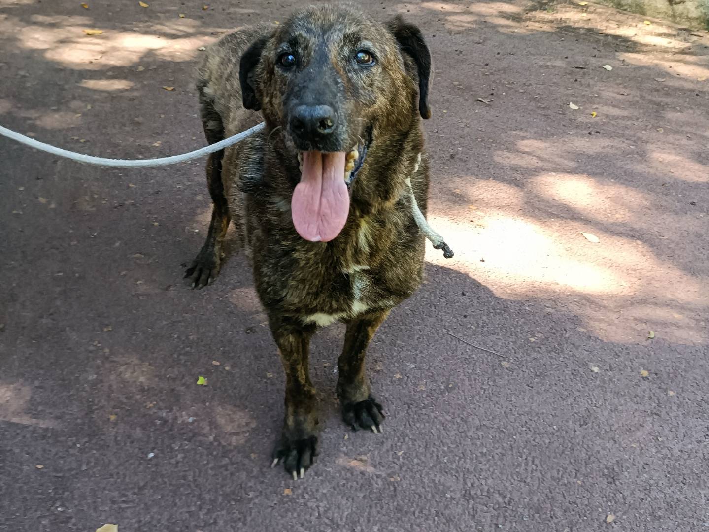 Vuoi adottare un cane a Palermo?