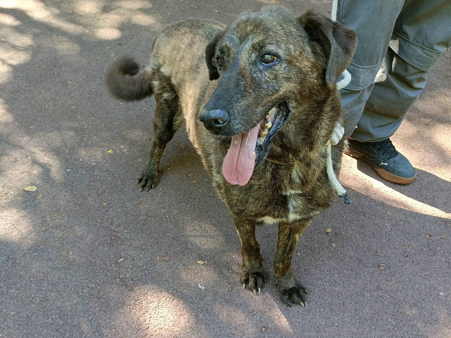Adotta il cane Dentino a Palermo