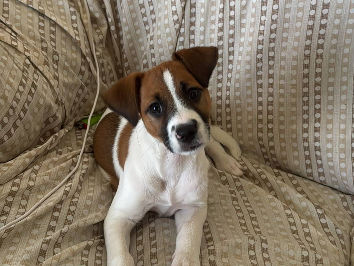 Adozione cane, femmina, Jack Russell Terrier Razza sconosciuta, 3 mesi, taglia piccola, Siracusa