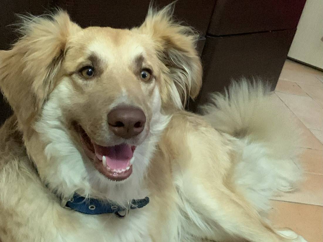 Adozione cane, maschio, Razza sconosciuta Razza sconosciuta, 11 mesi, taglia media contenuta, Catanzaro