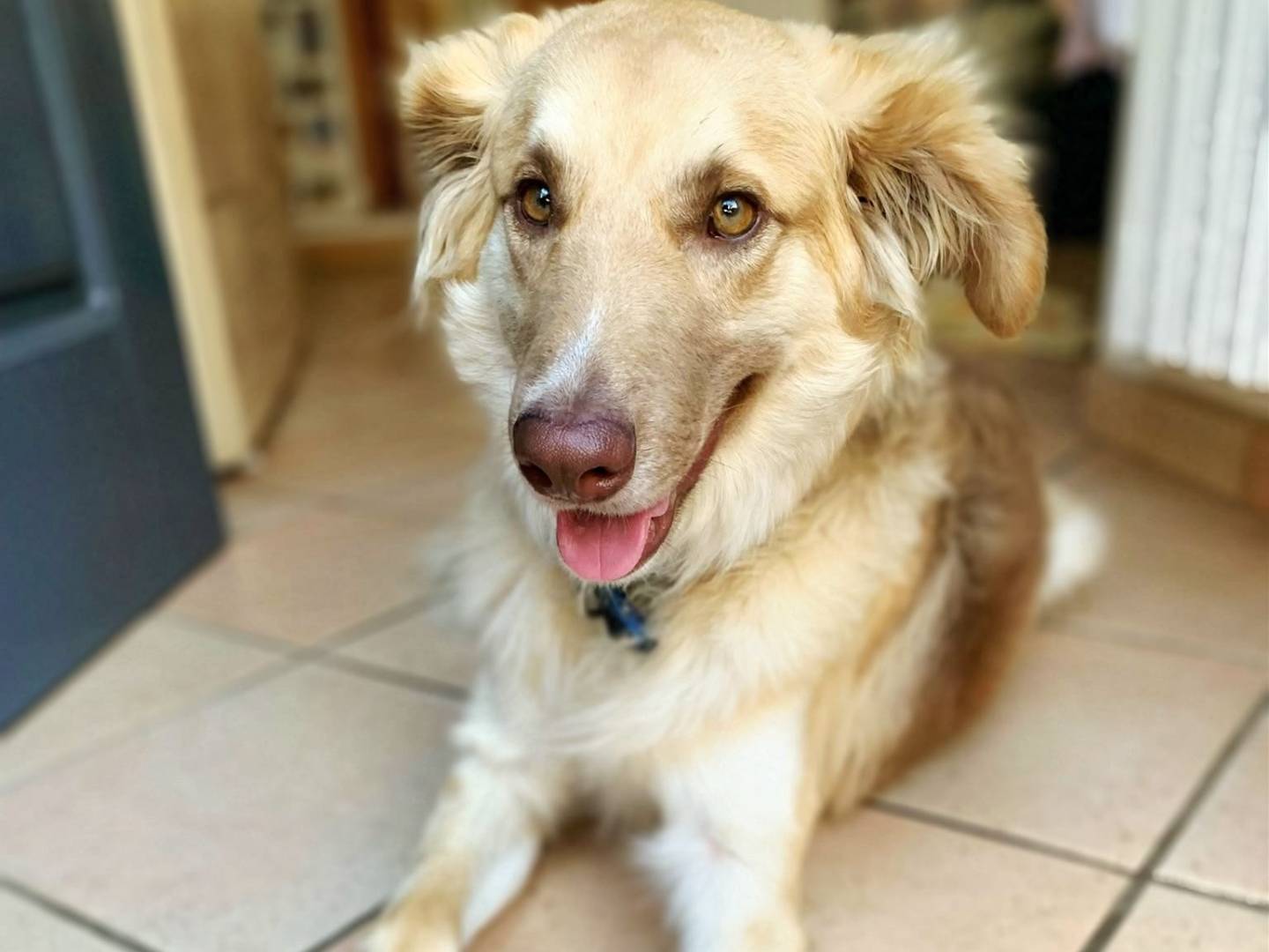 Adotta un cane, maschio, 11 mesi, Catanzaro